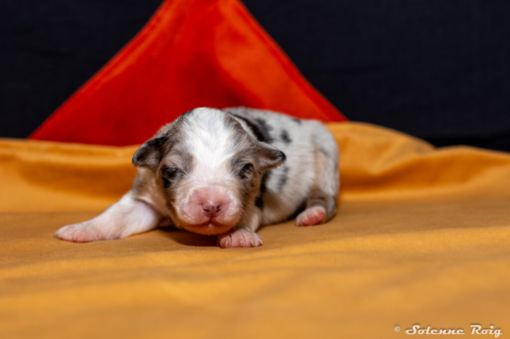 chiot femelle berger australien bleu merle