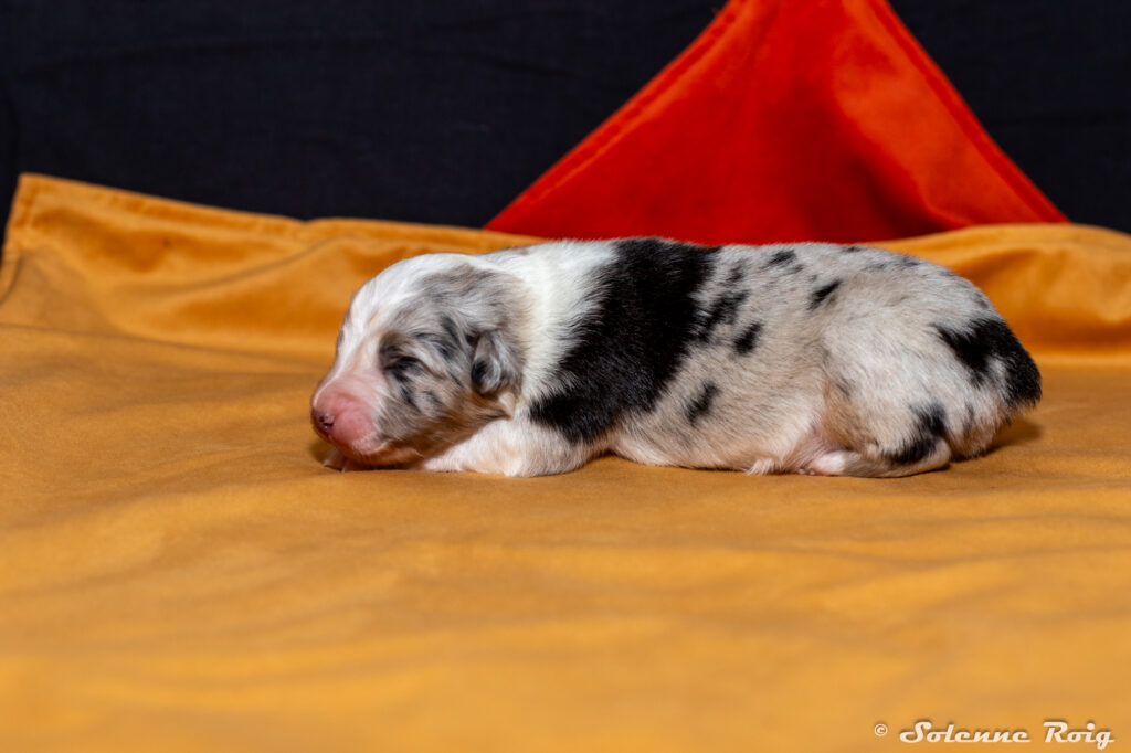 chiot femelle berger australien bleu merle