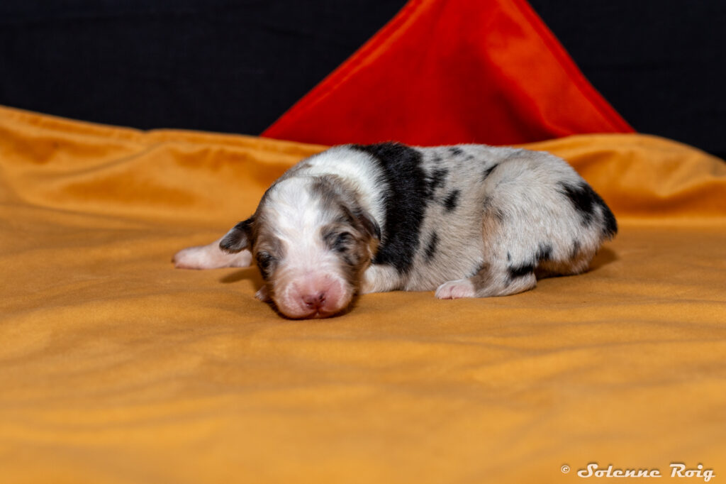 chiot femelle berger australien bleu merle