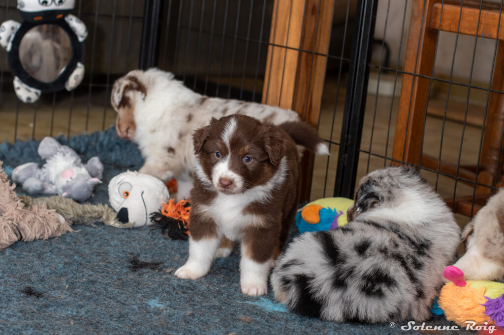 chiots berger australien