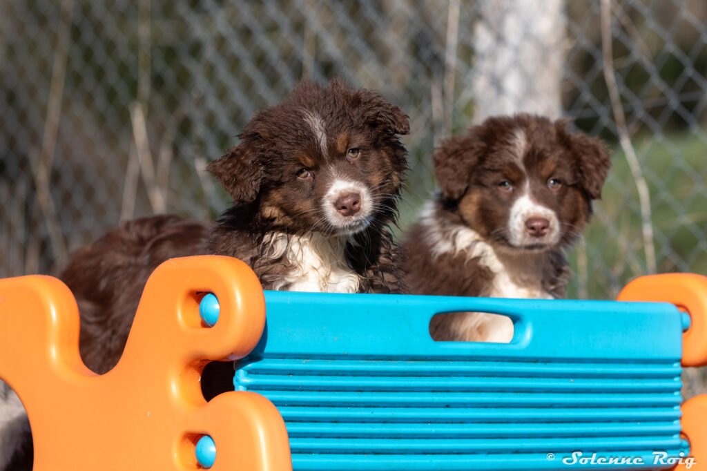 chiots berger australien rouge tricolore