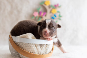 chiot berger australien femelle rouge tricolore
