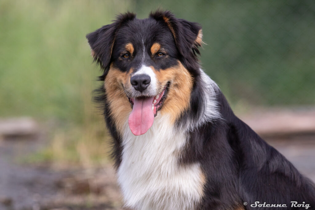 mâle berger australien noir tricolore