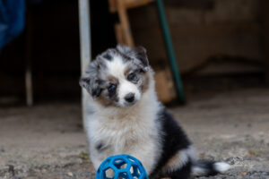 femelle bleue merle