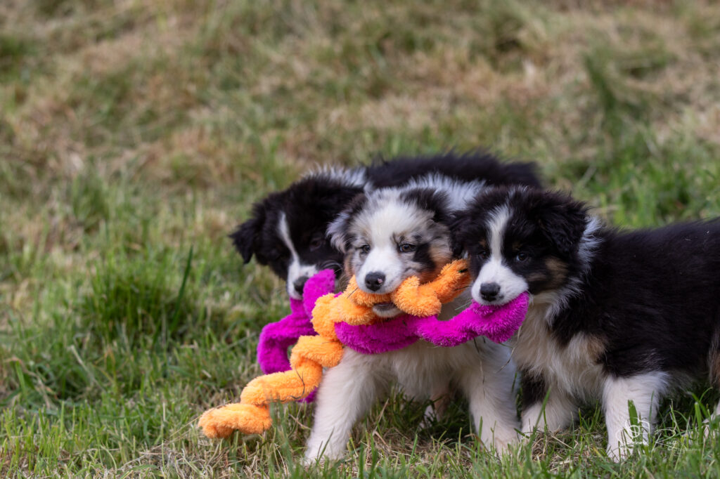 chiots berger australien LOF disponibles