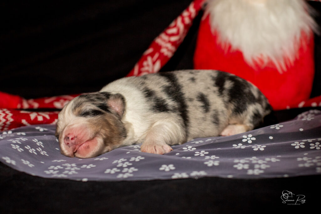 Chiot berger australien bleu merle