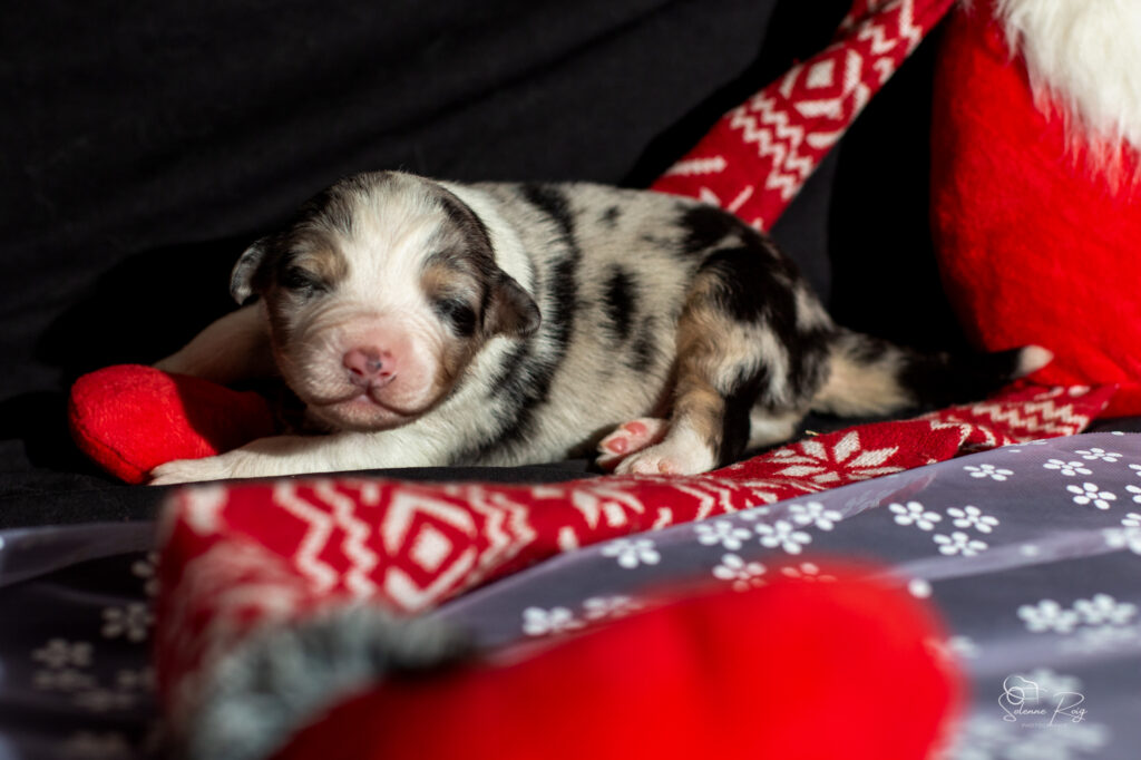 Chiot berger australien bleu merle